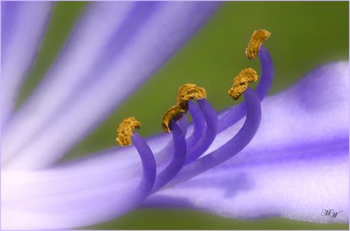 Agapanthe en fleur.