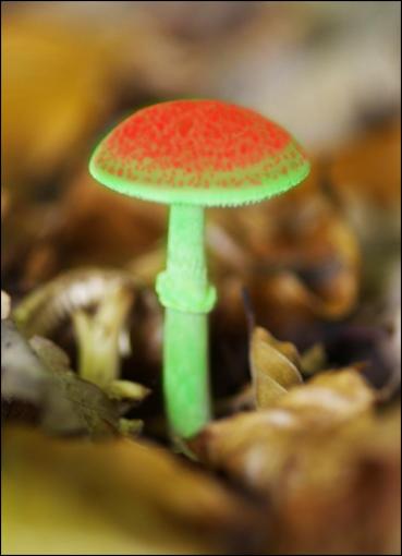 Amanite phalloïde.