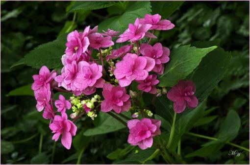 Bouquet d'hydrangea.