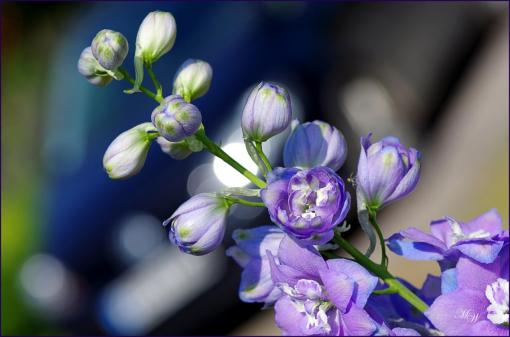 Delphinium.