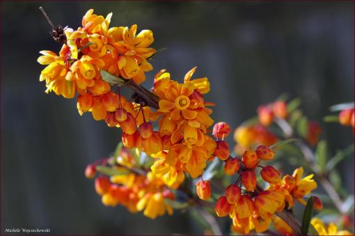 Fleurs de berbéris.