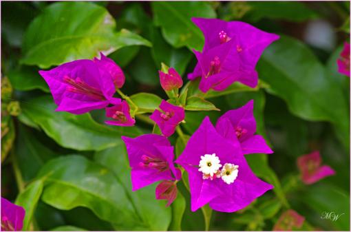 Fleurs de Bougainvillée.