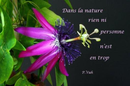 P. Vuh.