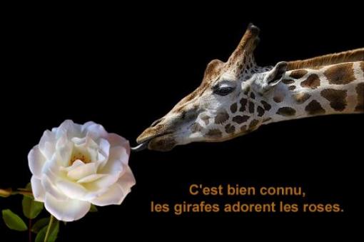 Girafe.