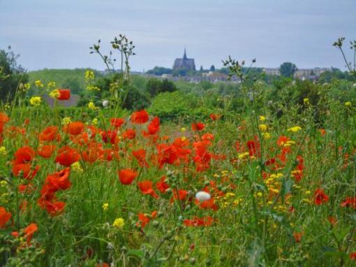La nature...