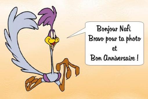 Bravo Nafi !