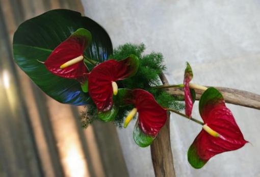 Anthurium.