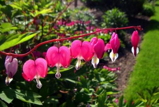 Coeurs de Marie.