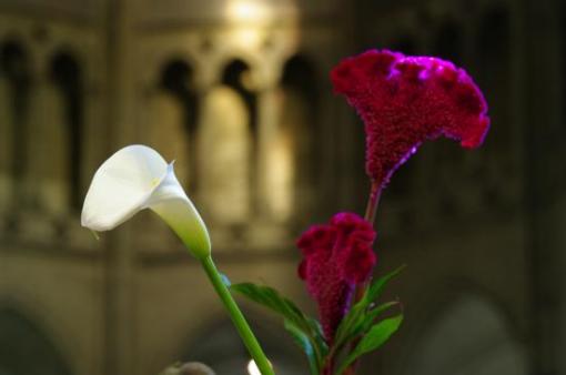 Arum.