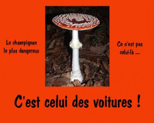 Amanite tue-mouches.