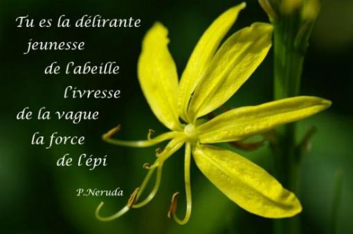 P. Neruda.