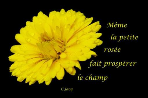 C. Jacq.