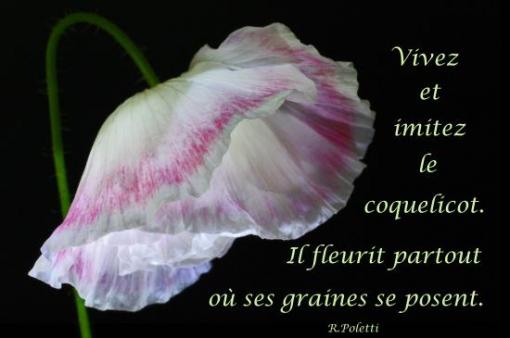 R. Poletti.