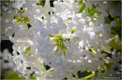 Joli brin de lilas.