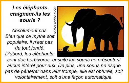 L' éléphant et la souris...