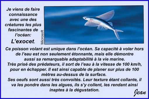 L'exocet...