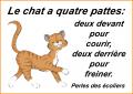 Le chat...