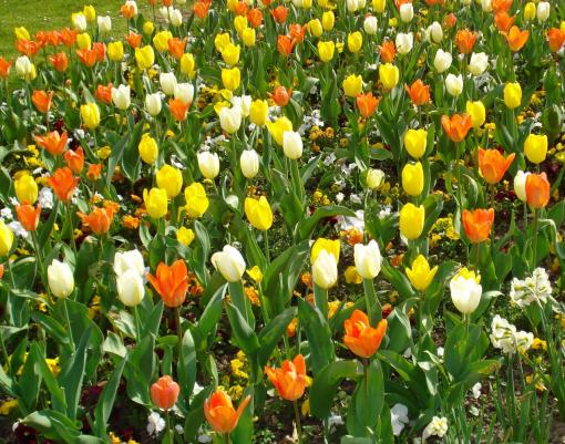 Premiers sourires du printemps dans Saint-Quentin.