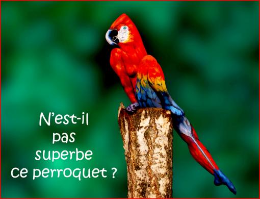 Un bien bel oiseau...