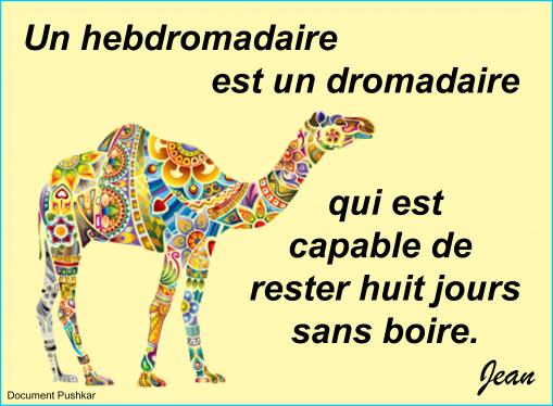 Un dromadaire...