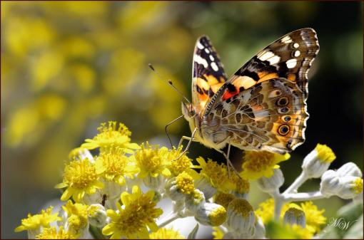 Une Belle-Dame sur de belles fleurs.